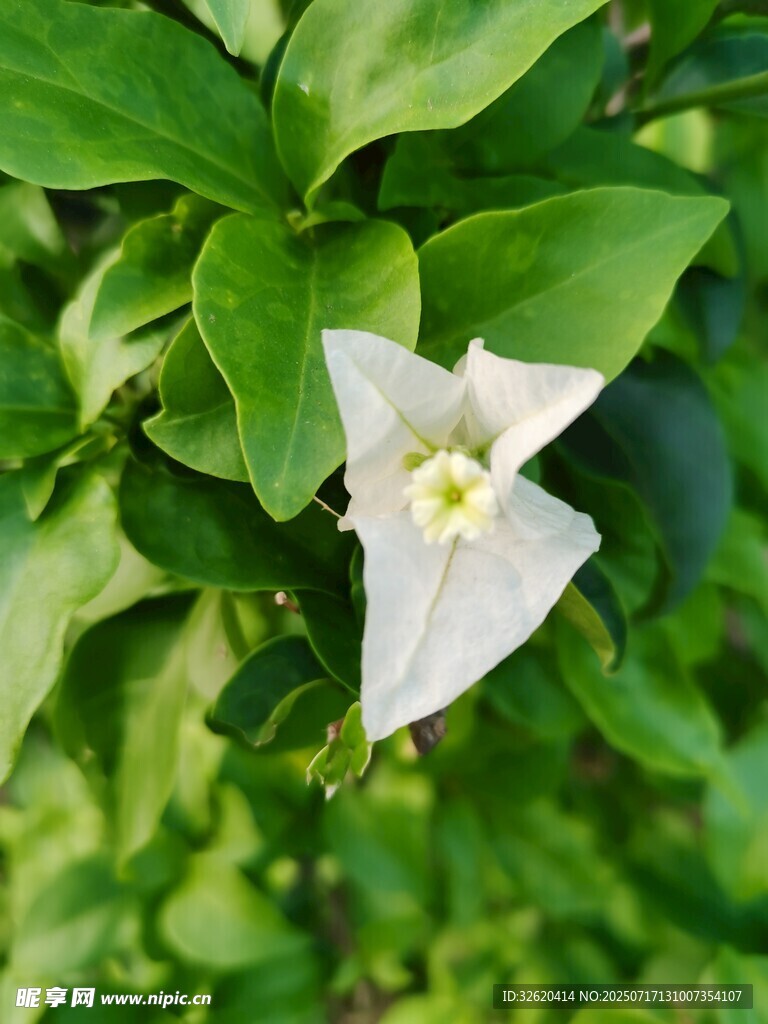 三角梅