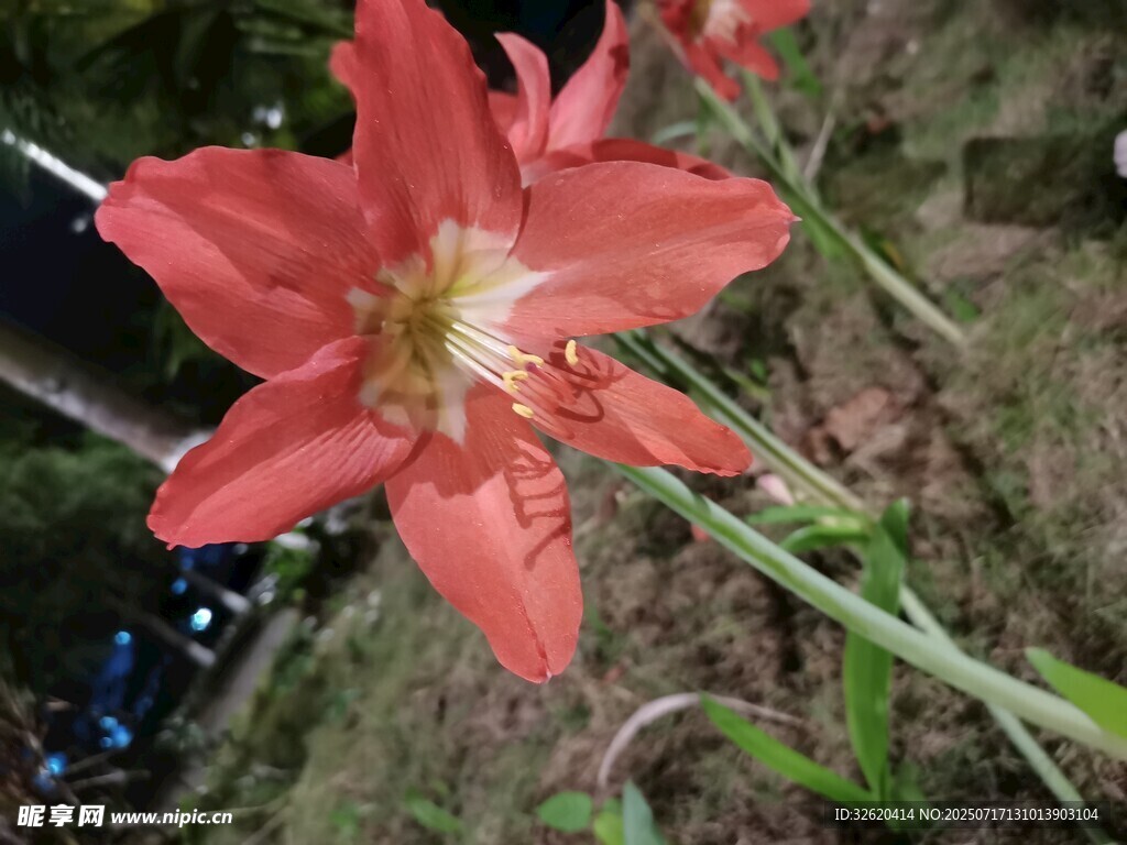 朱顶红
