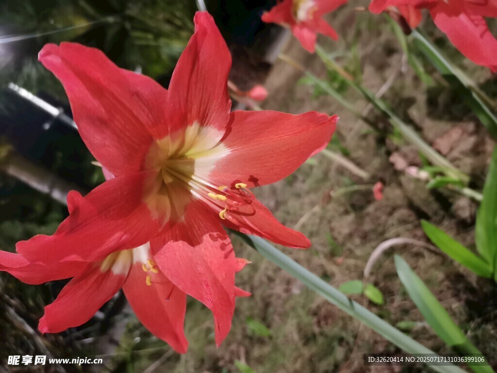 朱顶红