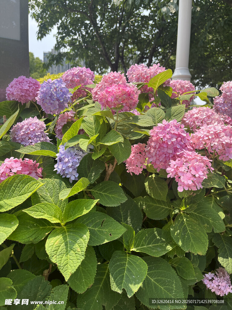 多彩绣球花绽放