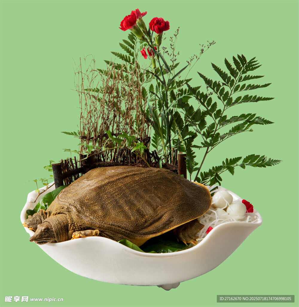 汉寿黄金甲鱼
