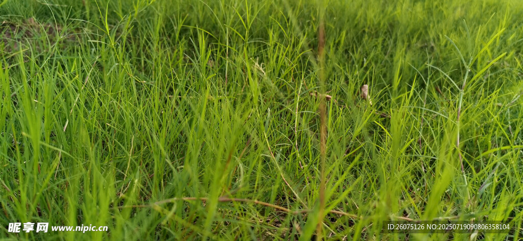 翠绿草地