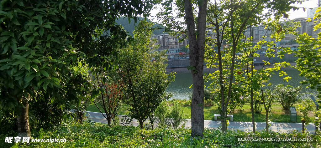 夏日林间绿意盎然风景