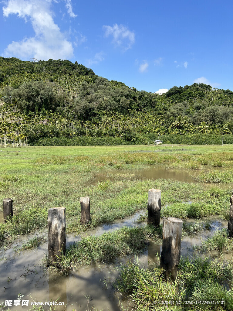 山间湿地木桩景观