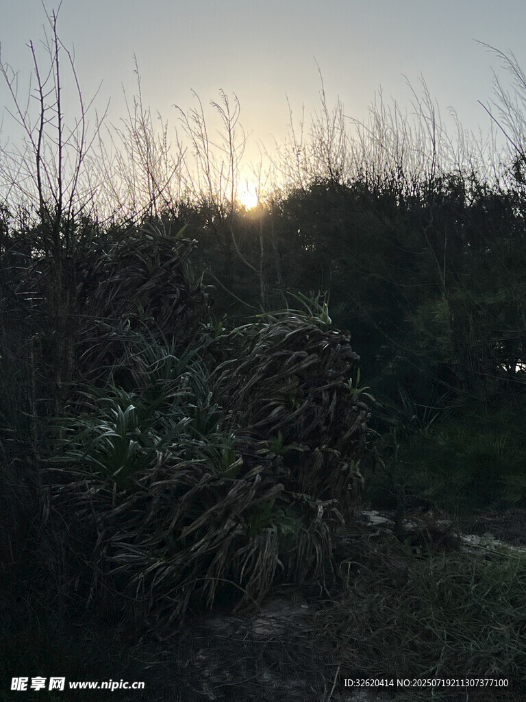 日落时分的野外植被景观