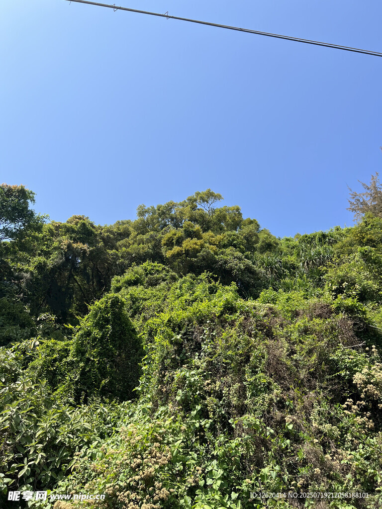 郁郁葱葱的山林景观