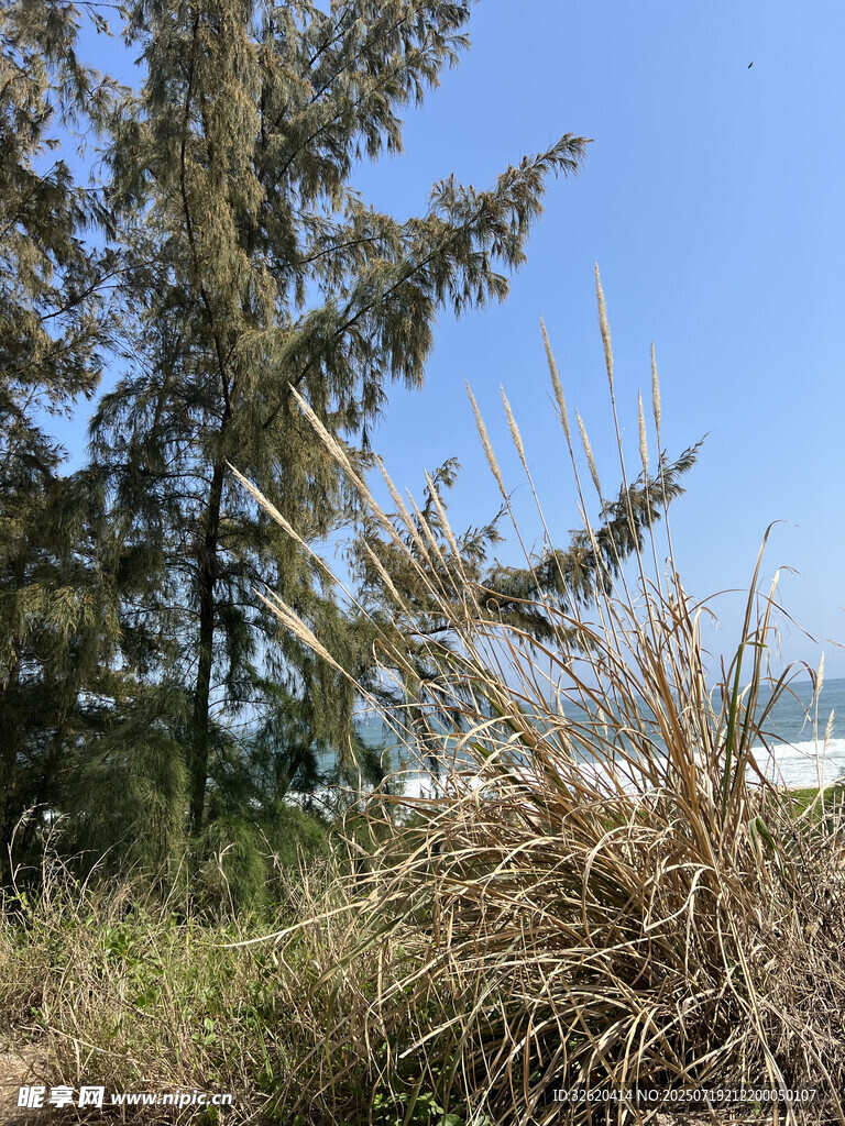 野外草木与蓝天景象