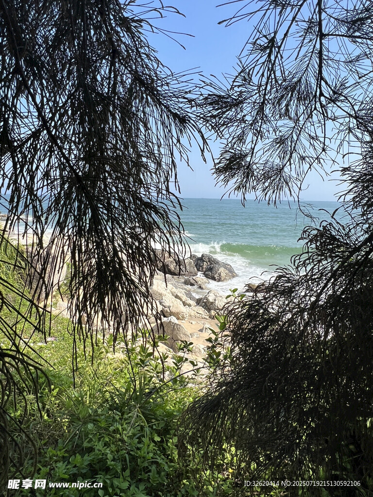 透过枝叶看海边美景
