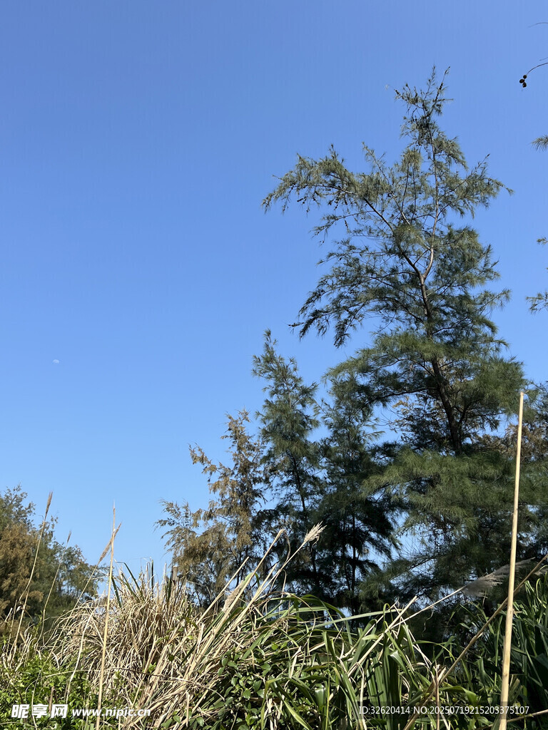 蓝天之下的挺拔树木