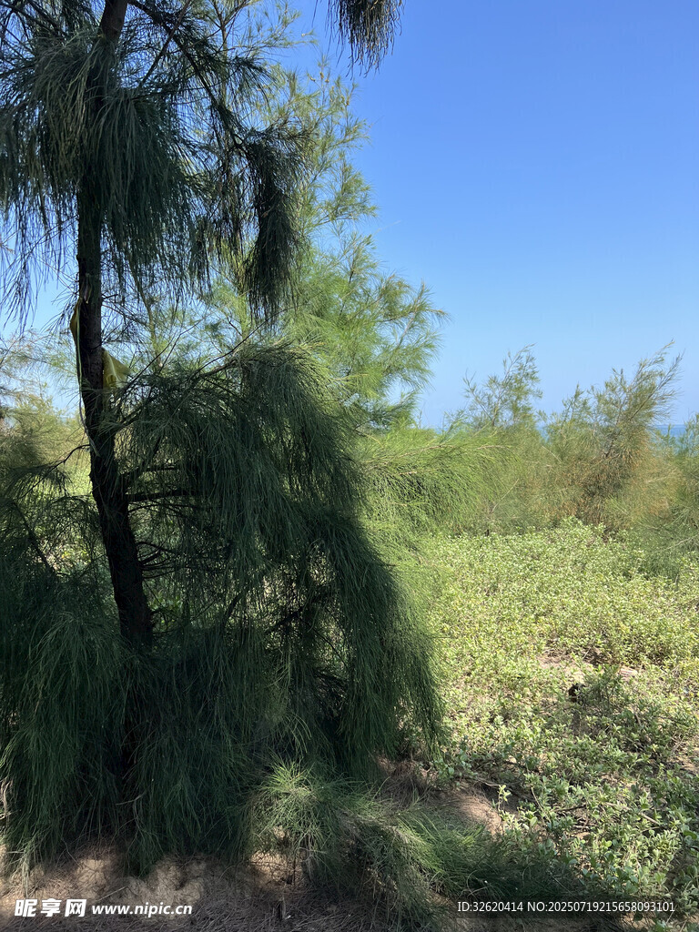 野外葱郁树林景观