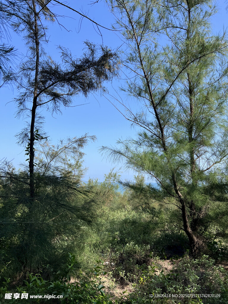 夏日林间景致