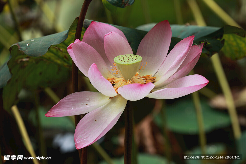 娇艳盛开的粉色荷花
