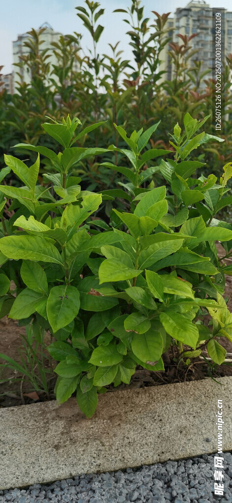 公园里栀子花生机勃勃