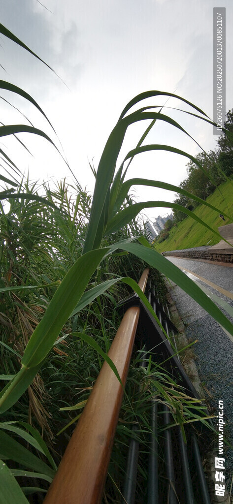 河岸芦苇步道