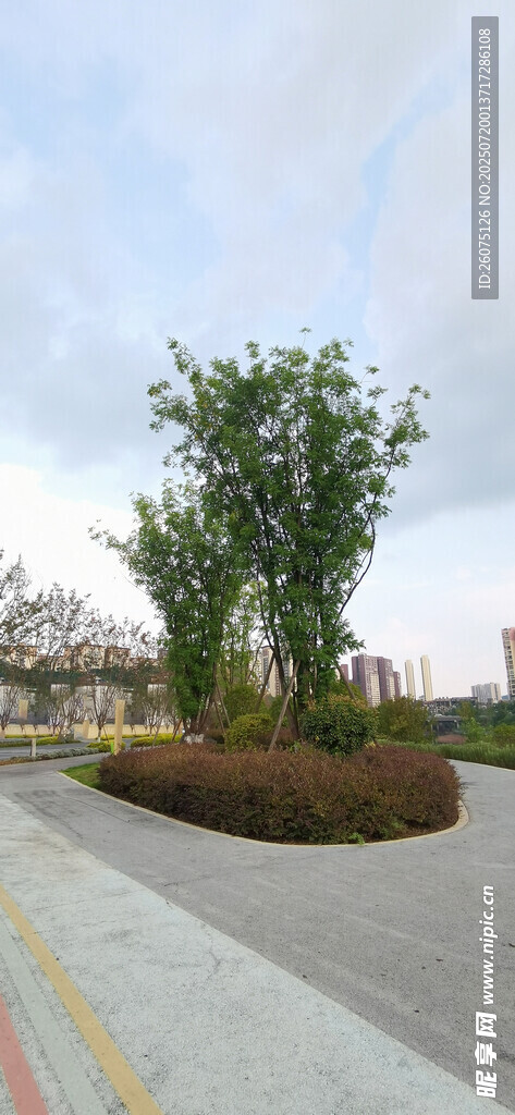 路边绿植景观