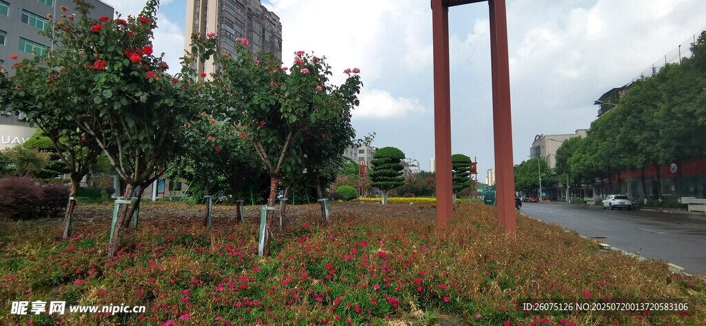 城市路边绿植景观