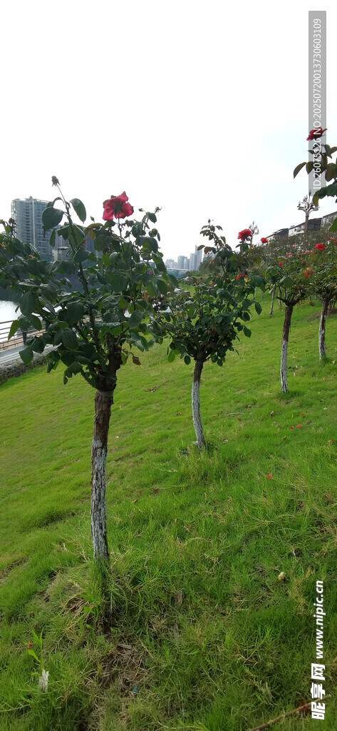 田园中排列整齐的月季花树