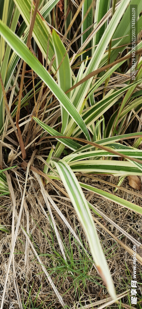 翠绿繁茂的草本植物特写