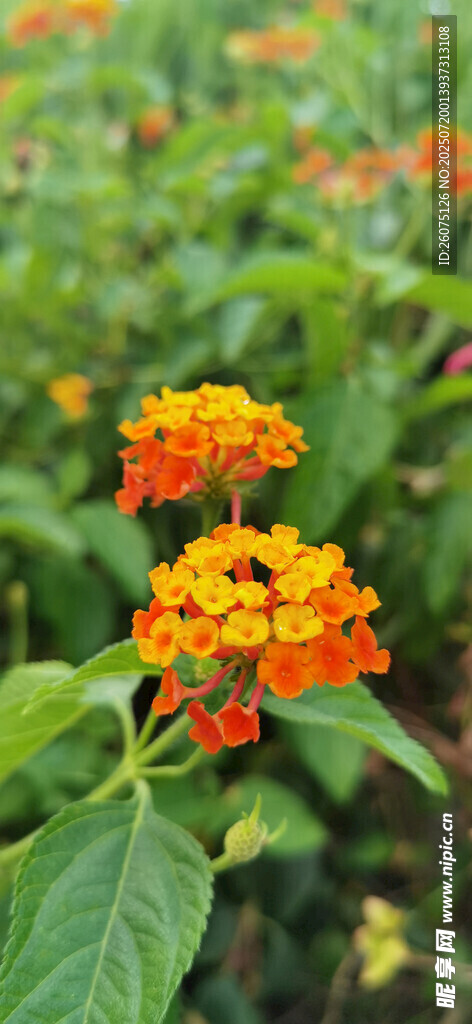 橙色小花绽放绿叶间