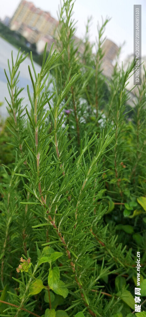 翠绿松针植物特写