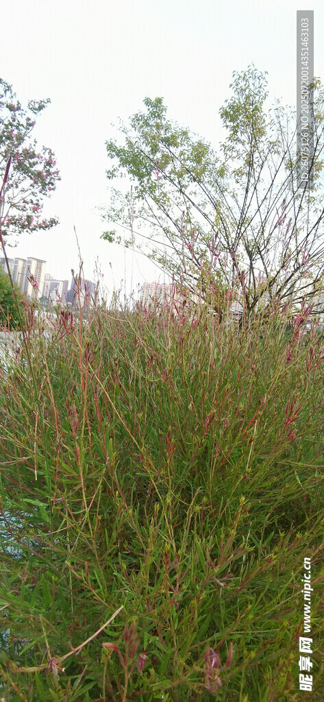 野外繁茂的绿色植物景观