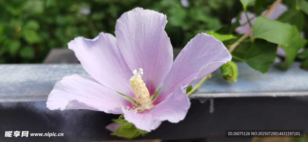 粉色木槿花特写