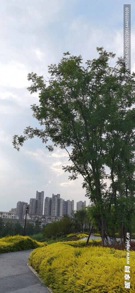 城市路边的花草树木景观