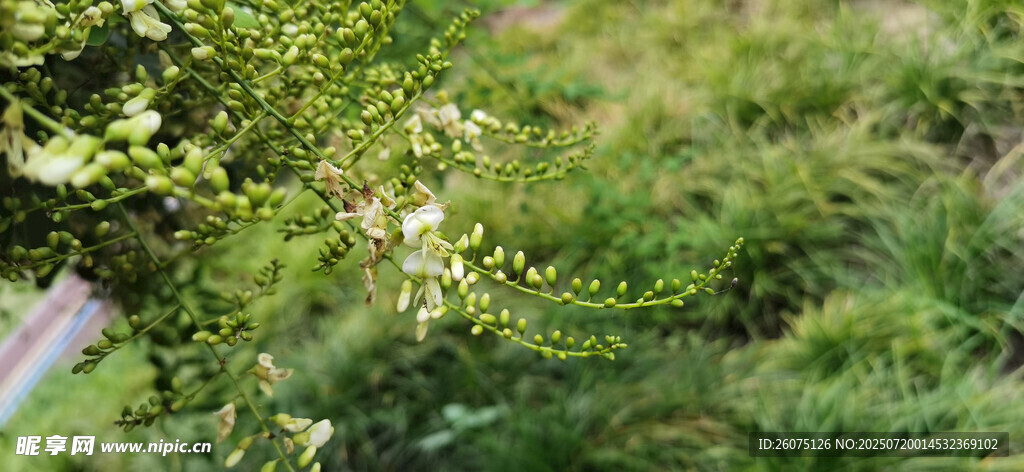 绿意盎然的植物白色小花景观