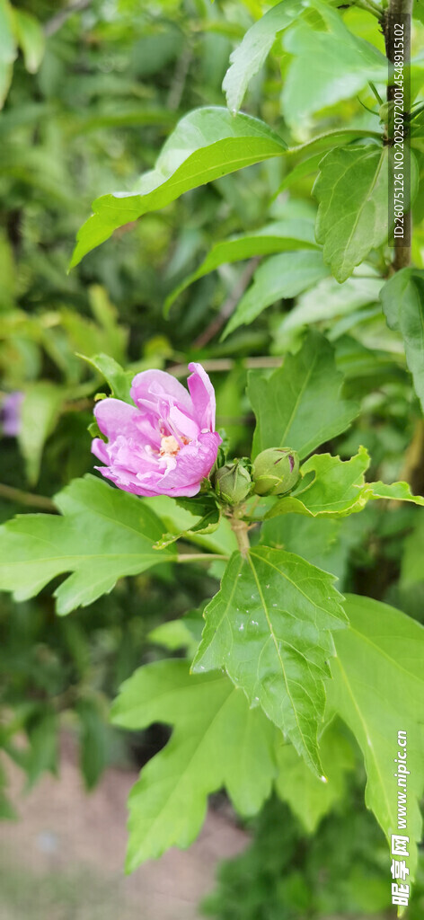绿叶间的娇艳木槿花