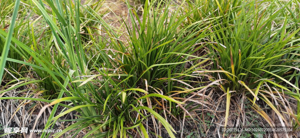 野外生长的绿色草本植物