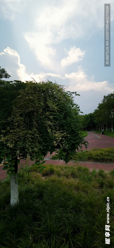 田园风光中的绿树与花田