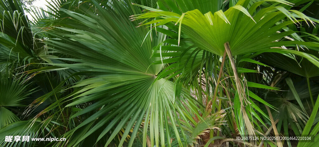 大型扇形绿叶植物特写