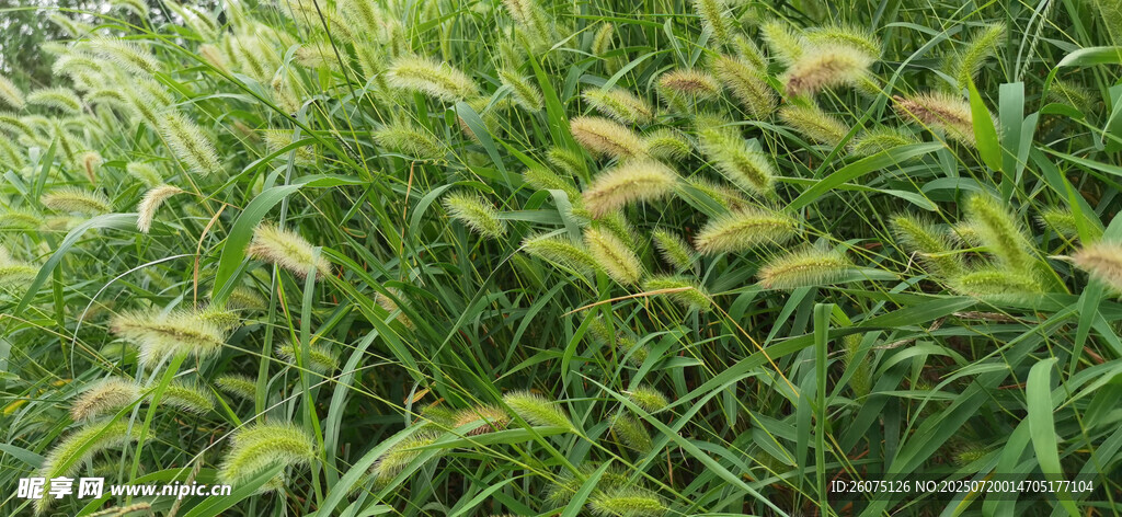 茂盛的狗尾巴草地