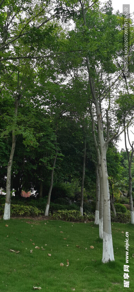 绿意盎然的树林景观