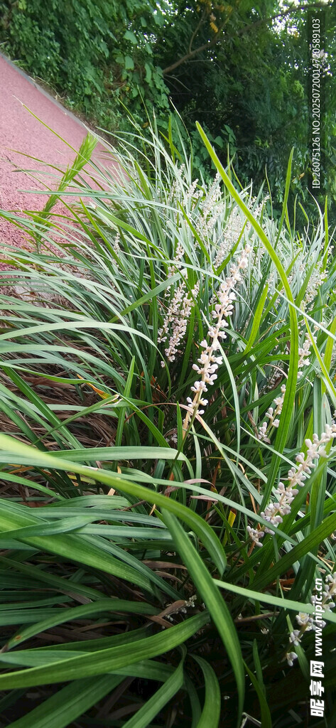 翠绿麦冬草