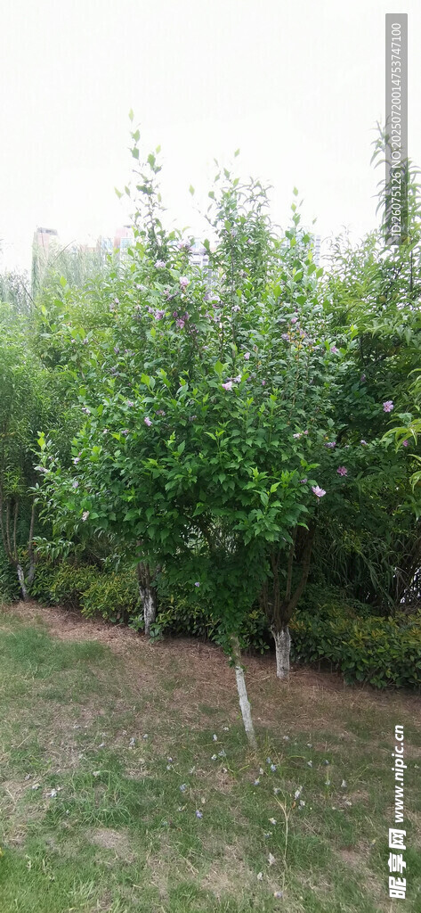 公园里的木槿花树与草地