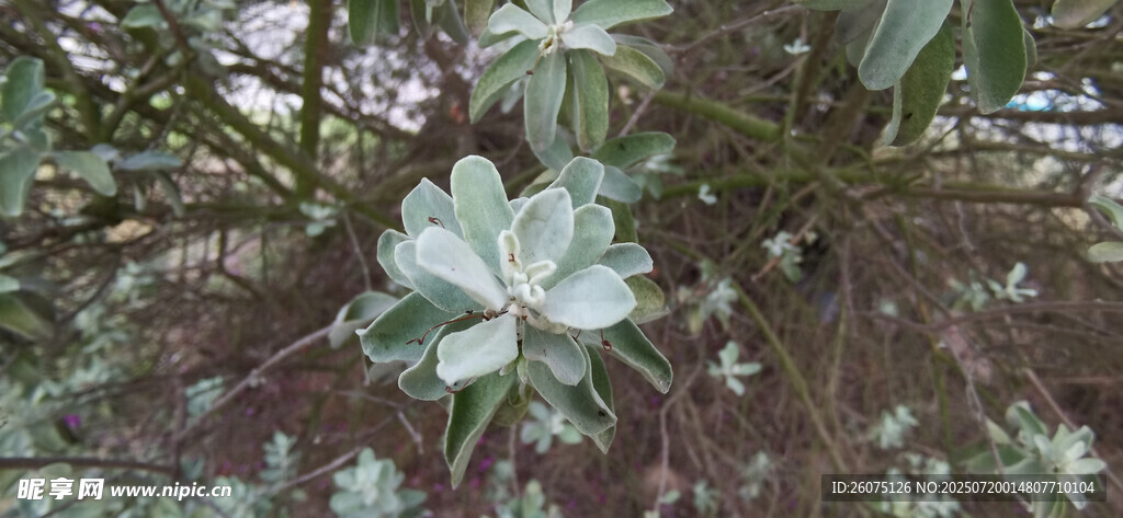 林间绽放的素雅花朵