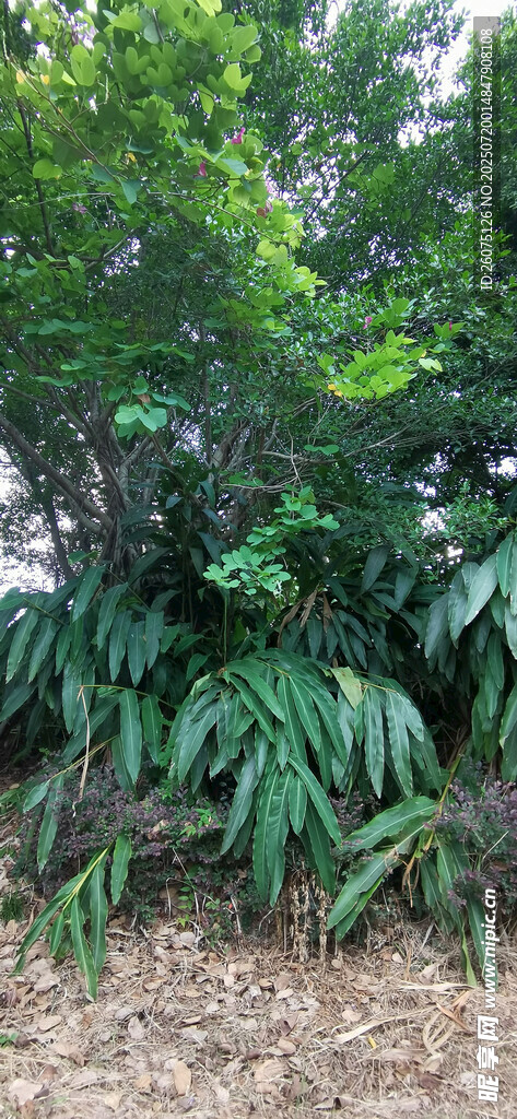 茂密绿植景观