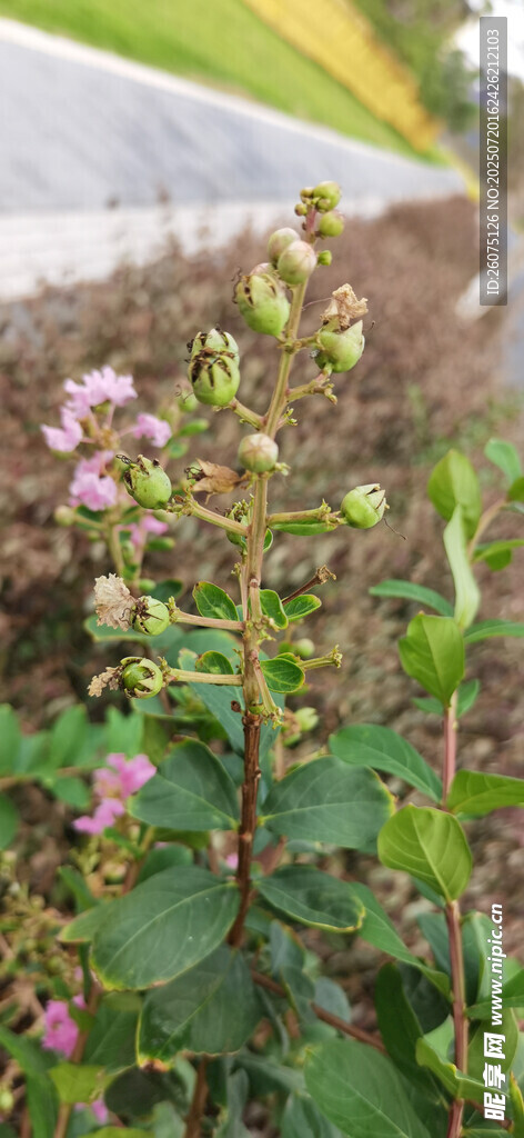 绿叶间绽放的紫色紫花与果实