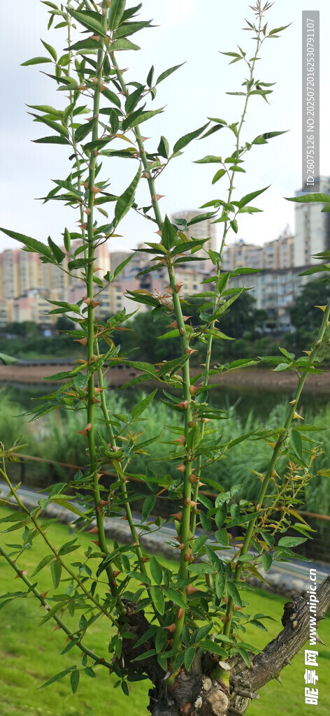 城市中的绿色田园风光