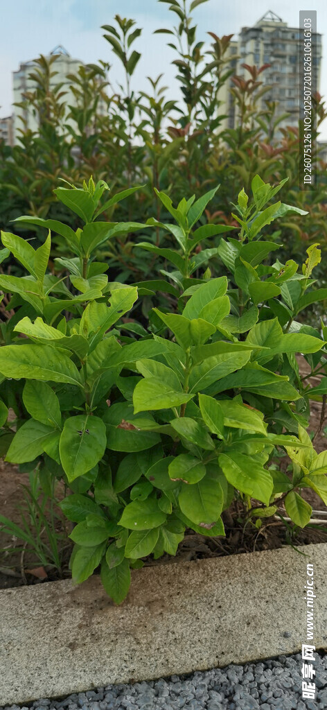 城市中茂盛的栀子花树苗