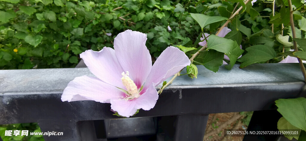 娇艳粉色木槿花倚于黑色栏杆