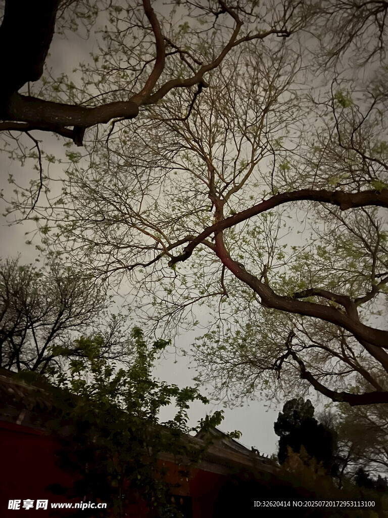 仰视树枝与天空景象