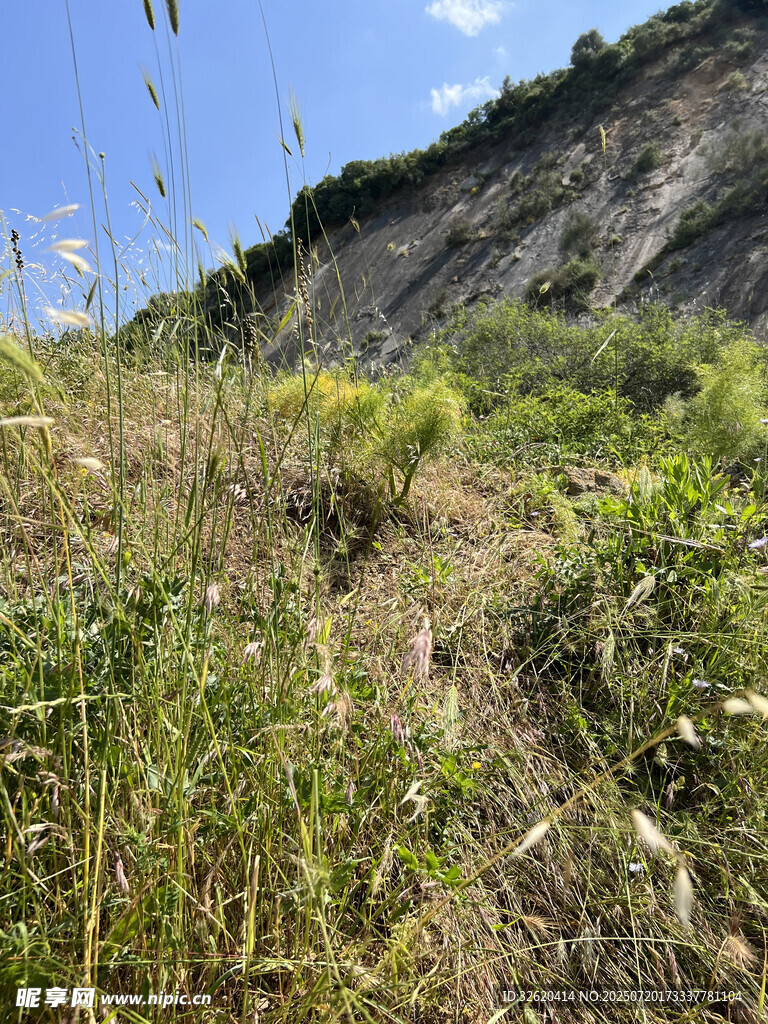 山间繁茂植被景观