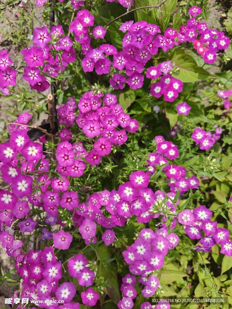 紫色小花绽放生机