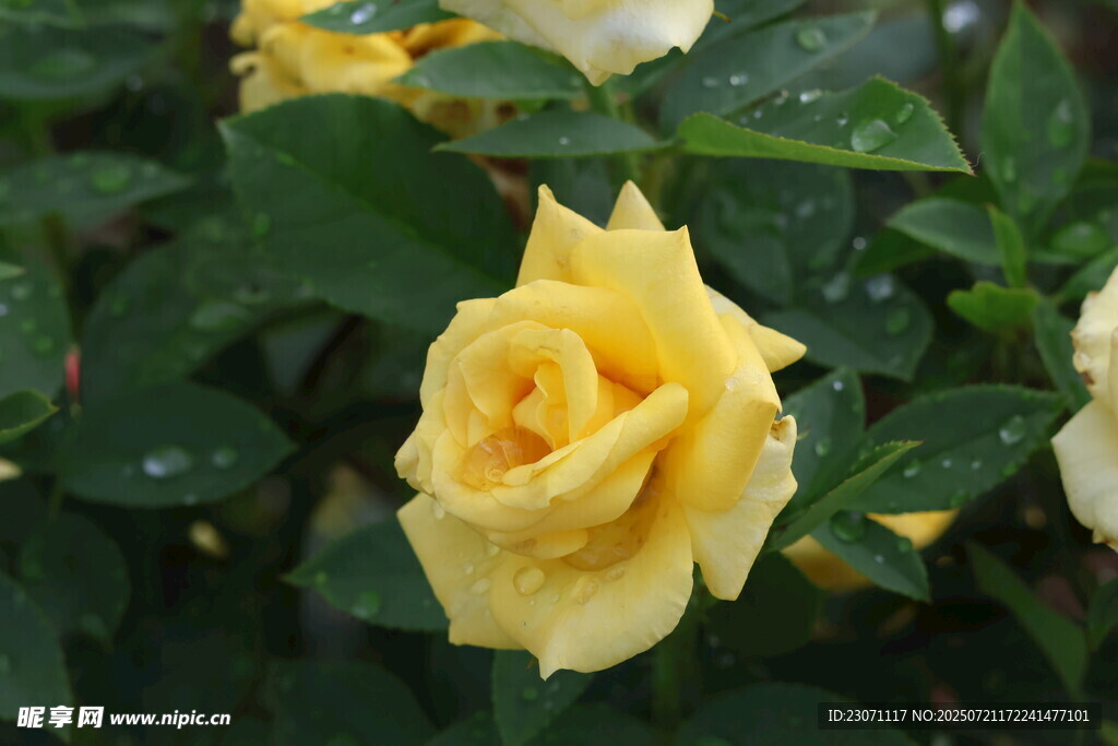 黄色月季花
