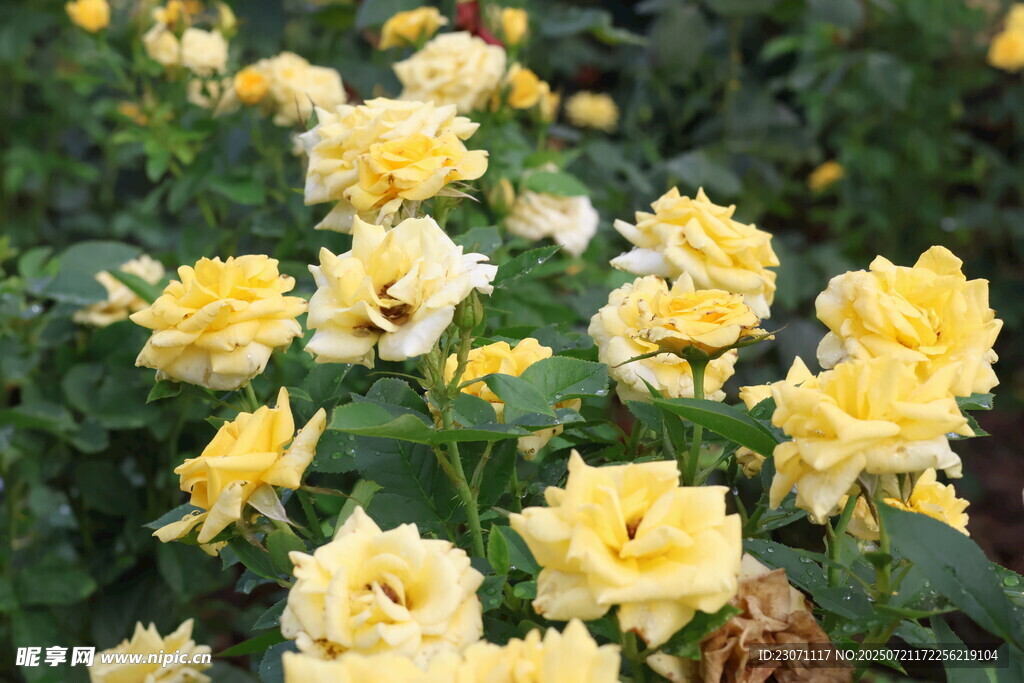 黄色月季花