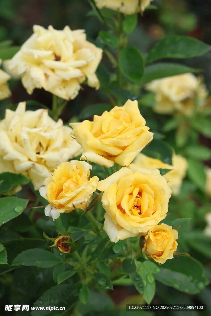 黄色月季花