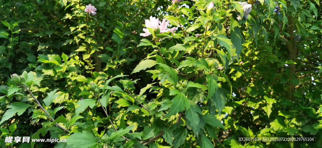 绿叶丛中的白色小花