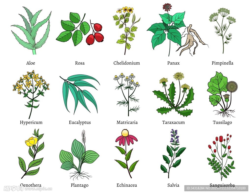 多样植物插画展示